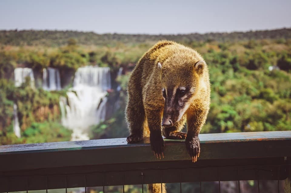 Google Coati